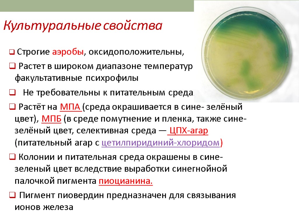 Культуральные свойства Строгие аэробы, оксидоположительны, Растет в широком диапазоне температур (4-42°С) – факультативные психрофилы